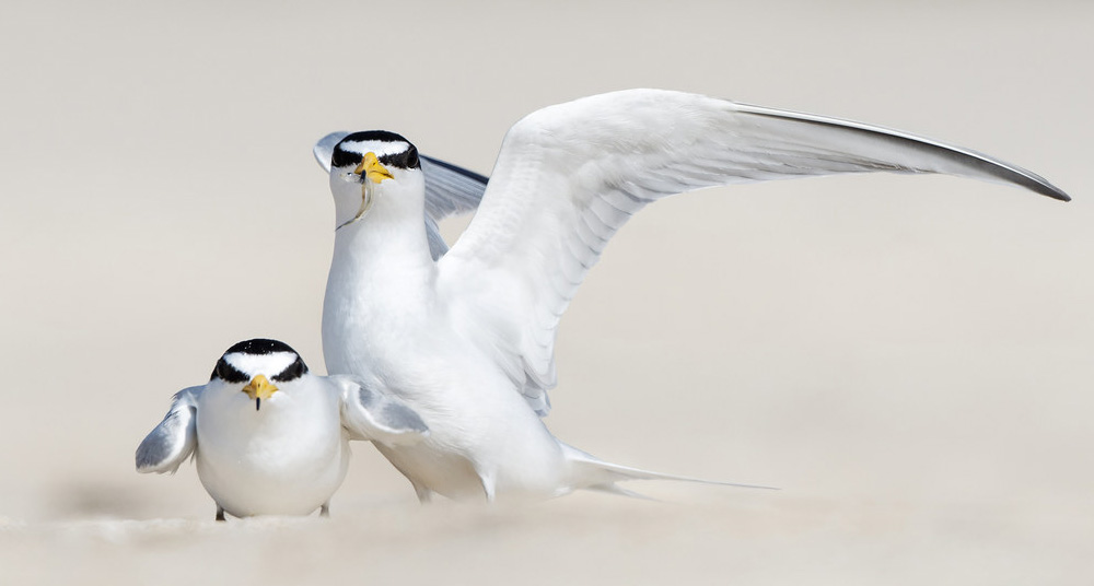 Two terns on the beach