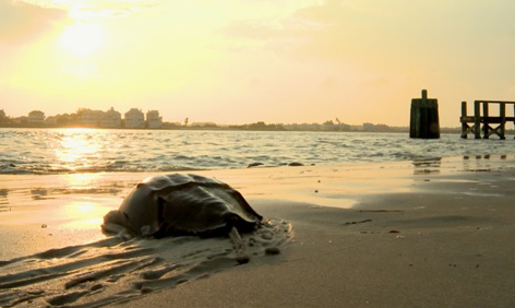 Horseshoe Crab lying on the beach with the water and sunset behind it.