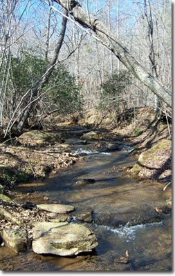 Tree-lined streambed, photo courtesy of David Stephens, www.forestryimages.org