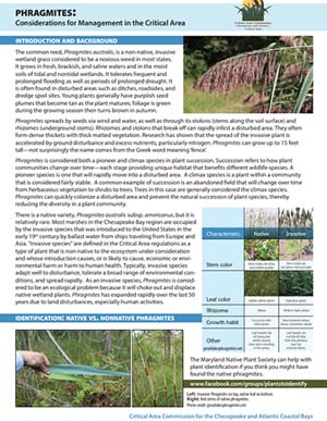 Cover of Phragmites Fact Sheet