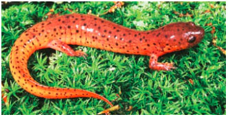 Eastern Mud Salamander