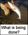 Blue Catfish What is being done