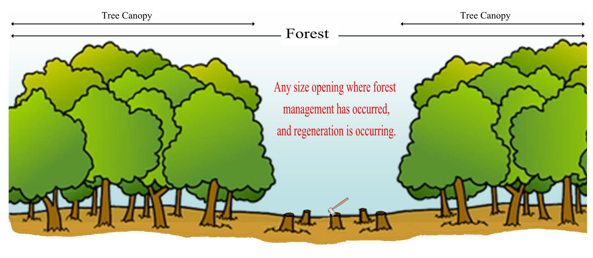 Forest-Tree-Image5.png