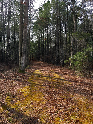 A Maryland Forest Legacy Program Property