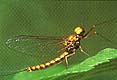  An adult Mayfly