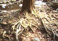 An example of a root systemjpg 