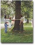 [A group of people measuring a tree.]
