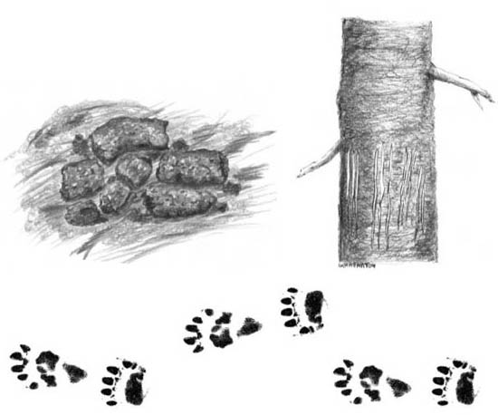 Illustration depicting Bear Scat, Tracks, and Tree Scratches