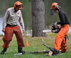 Park maintenance employees sawing trees