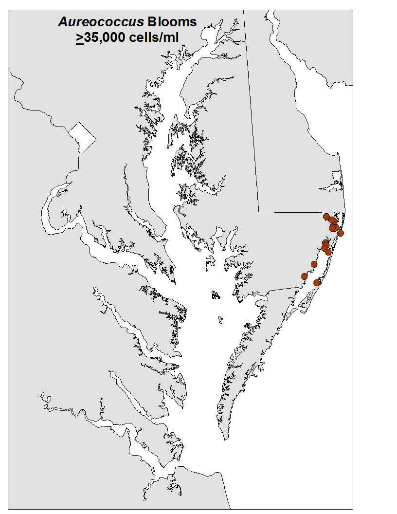 Brown Tide Distribution Map