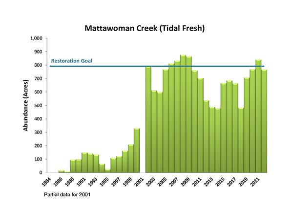 Mattawoman Creek (Tidal Fresh)