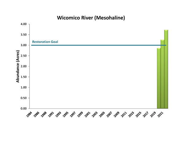Wicomico River (Mesohaline)