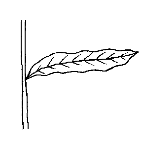 curly pondweed - p. crispus diagram