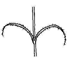 Illustration of SAV curved