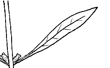 ludwigia species - false loosestrife diagram