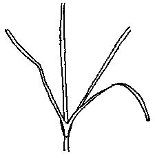 Illustration of SAV leaf with no teeth