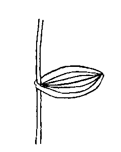 p. perfoliatus diagram