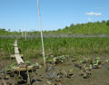 Monitoring the impacts of climate change on wetlands using longterm plant transects. (Credit: P. Delgado)