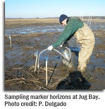 Sampling marker horizons at Jug Bay. Photo credit: P. Delgado