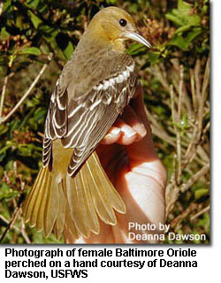 Photograph of female Baltimore Oriole perched on a hand courtesy of Deanna Dawson, U.S. Fish & Wildlife Service