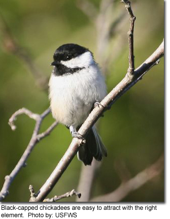 Black-capped chickadees are easy to attract with the right element Photo by: USFWS