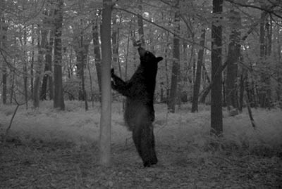 Trailcam photo of a Maryland black bear from a bait station survey site
