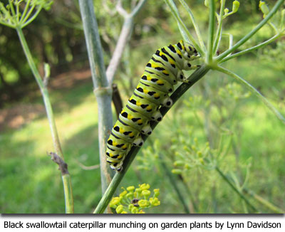 Black swallowtail caterpillar munching on garden plants by Lynn Davidson