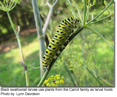 Black swallowtail larvae use plants from the Carrot family as larval hosts, photo by Lynn Davidson
