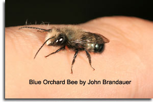 Blue Orchard Bee by John Brandauer