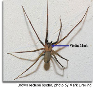 Brown recluse spider, photo by Mark Dreiling