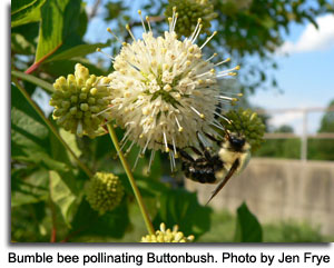 Bumble bee pollinating Buttonbush, photo by Jen Frye