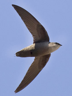 Chimney Swift in flight, courtesy of Thompson Rivers University 