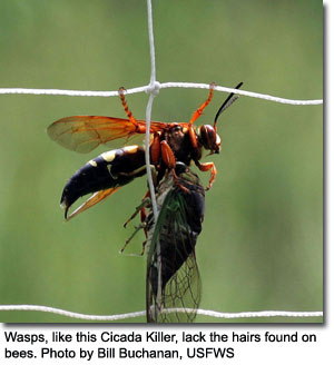 Cicada Killer Wasp, photo by Bill Buchanan, USFWS