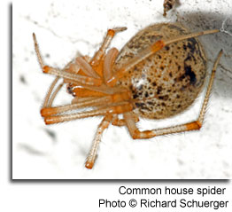 Common house spider Photo © Richard Schuerger