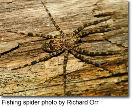 Fishing spider, photo by Richard Orr