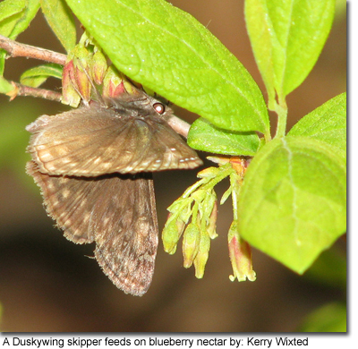 A duskywing skipper feeds on blueberry nectar by: Kerry Wixted 