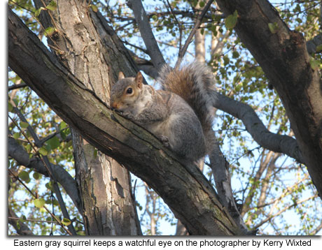 Eastern gray squirrel keeps a watchful eye on the photographer, photo by Kerry Wixted