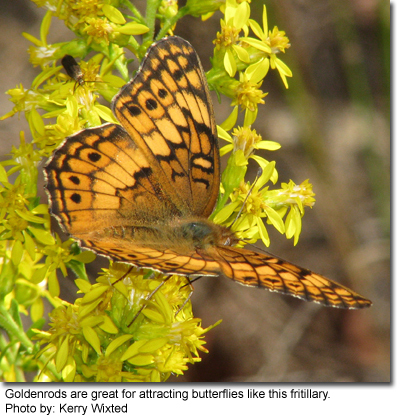 Goldenrods are great for attracting butterflies like this fritillary. Photo by: Kerry Wixted