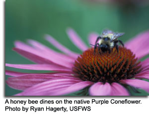 Honey bee on Purple Coneflower, photo by Ryan Hagerty, USFWS