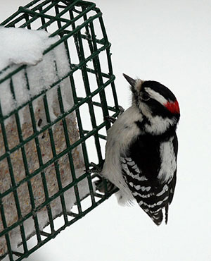 Downy woodpeckers will regularly visit suet feeders in the winter by Dawn Huczek, Wikimedia Commons