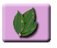 Looking at Leaves Icon