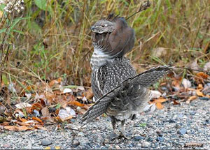 Male grouse on display, photo by Rick Arsenault, Wikimedia Commons