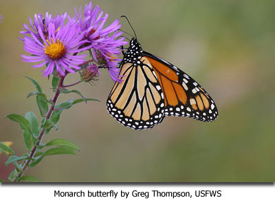Monarch butterfly by Greg Thompson, USFWS