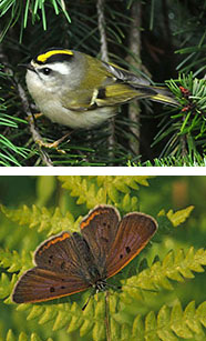 Golden-crowned kinglet (top) by Wikimedia Commons; Bog Copper butterfly, photo by Ed Post