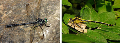 (left) Sable clubtail. - Terry Hibbits; (right) A female black-shouldered spinyleg feeds on a moth after an active hunt. - Richa