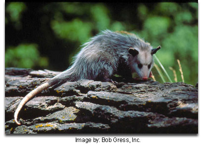 Opossum2_Bob-GressInc.jpg