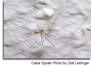 Cellar Spider Photo by Olaf Leillinger