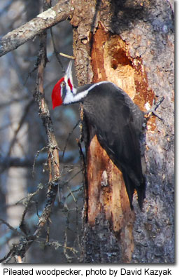 Pileated woodpecker, photo by David Kazyak