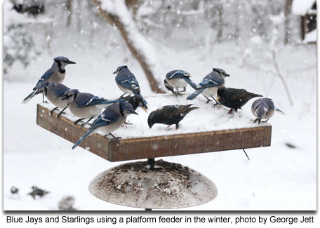 Blue Jays and Starlings using a platform feeder in the winter, photo by George Jett