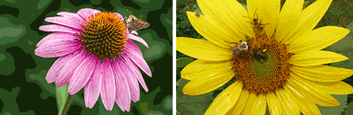 Pollinator on Coneflower (left); Bees on McKee Beshers WMA Sunflower